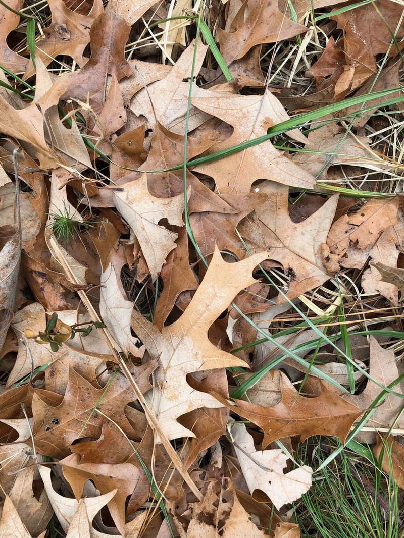 Cherrybark Oak photo 5