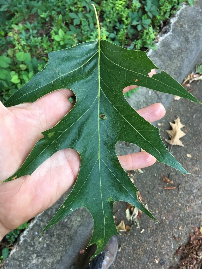 Cherrybark Oak photo 6
