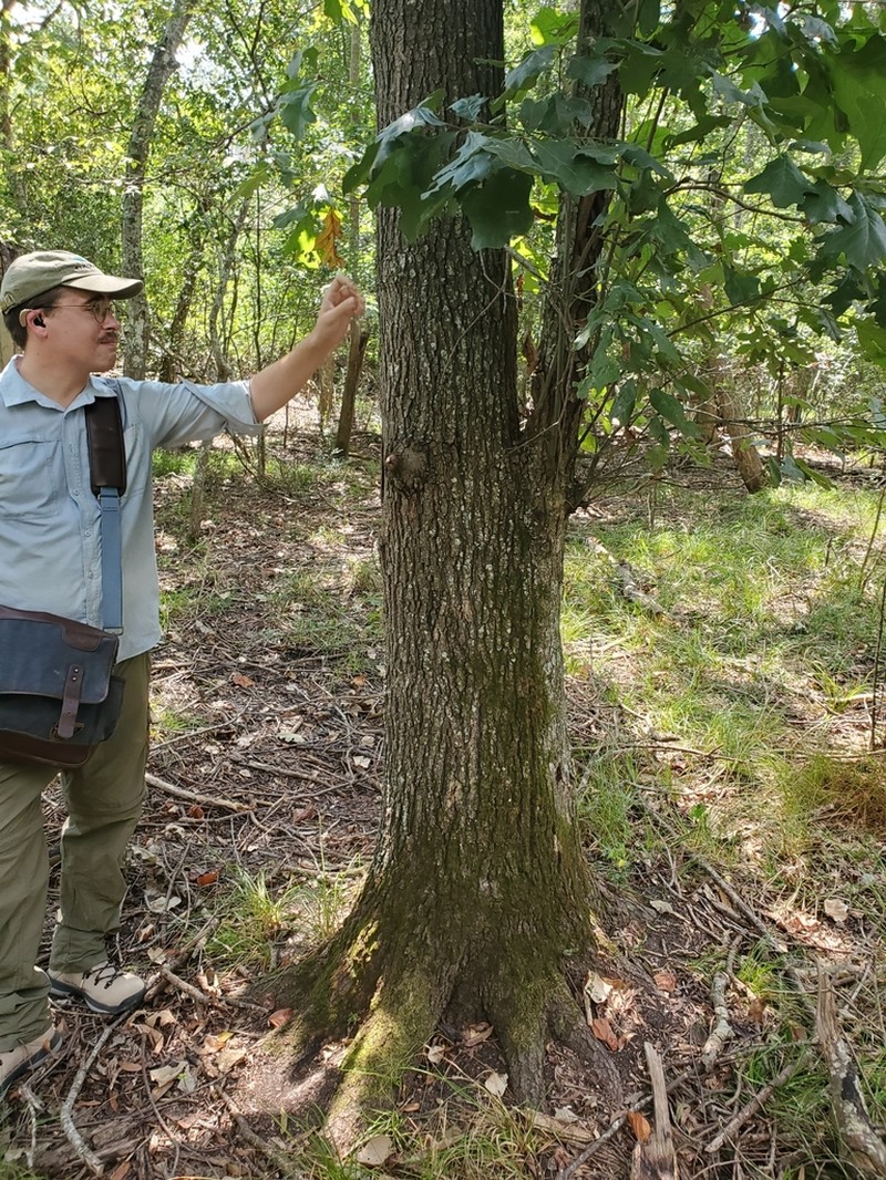 Cherrybark Oak photo 7