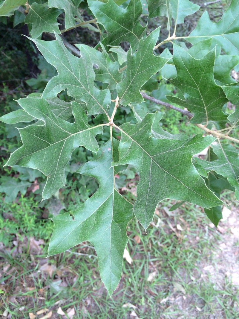 Cherrybark Oak photo 8