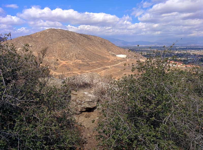 Palmer Oak photo 2
