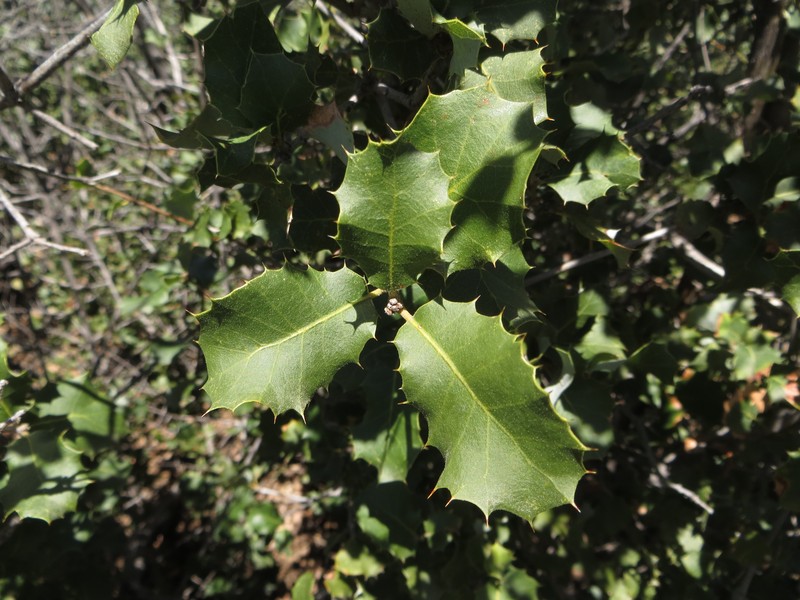 Palmer Oak