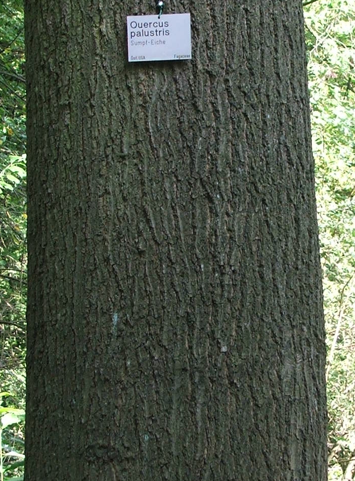 Pin Oak photo 6