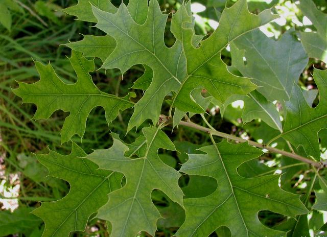 Pin Oak photo 8