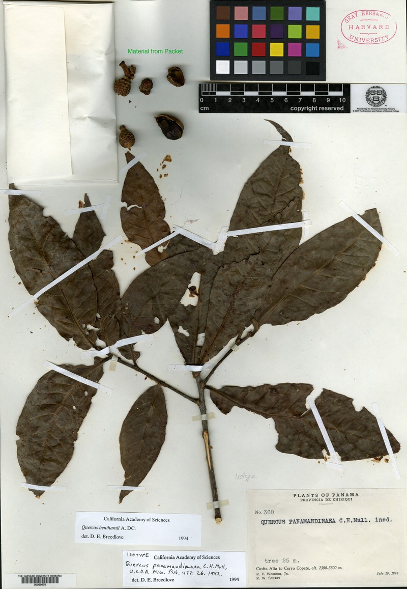 Quercus panamandinaea