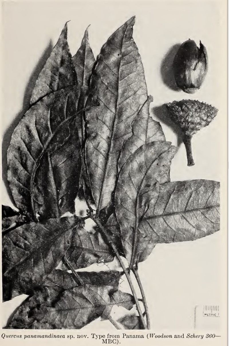 Quercus panamandinaea photo 2