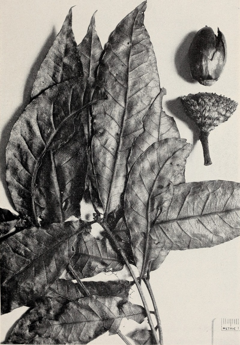 Quercus panamandinaea photo 3