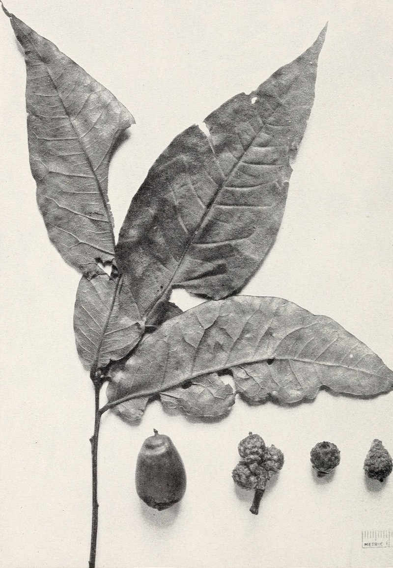 Quercus panamandinaea photo 4