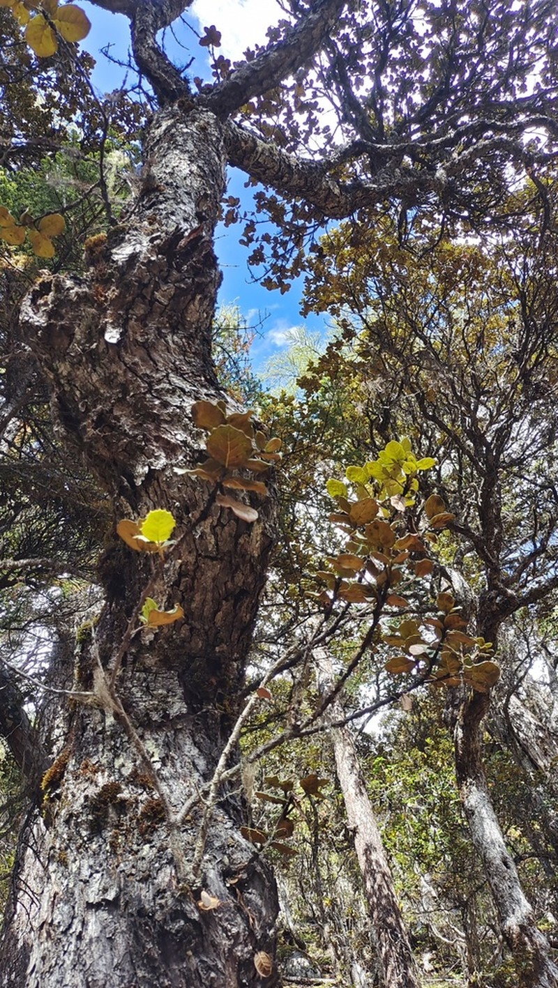Quercus pannosa