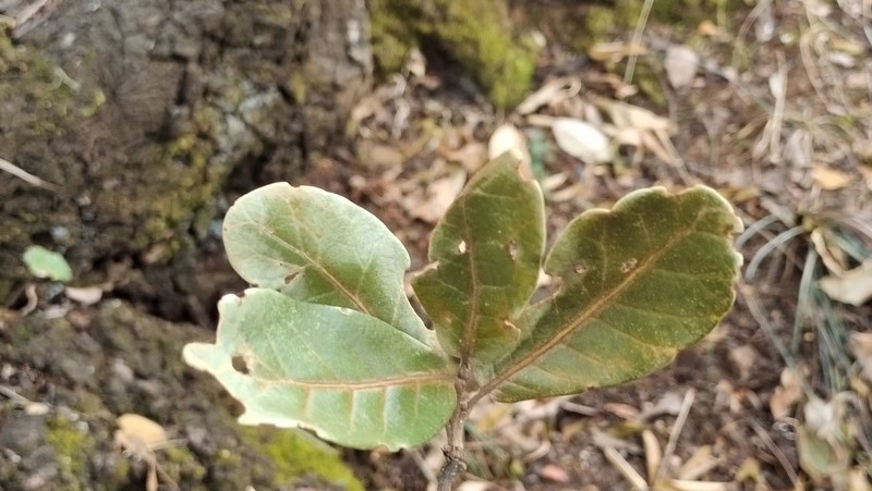 Quercus pannosa photo 2