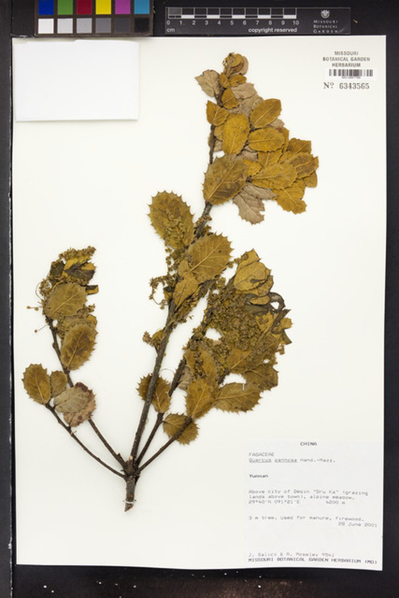 Quercus pannosa photo 3