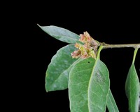 Coast Oak