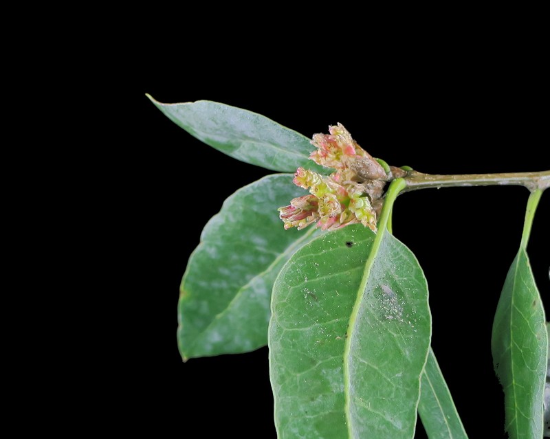 Coast Oak