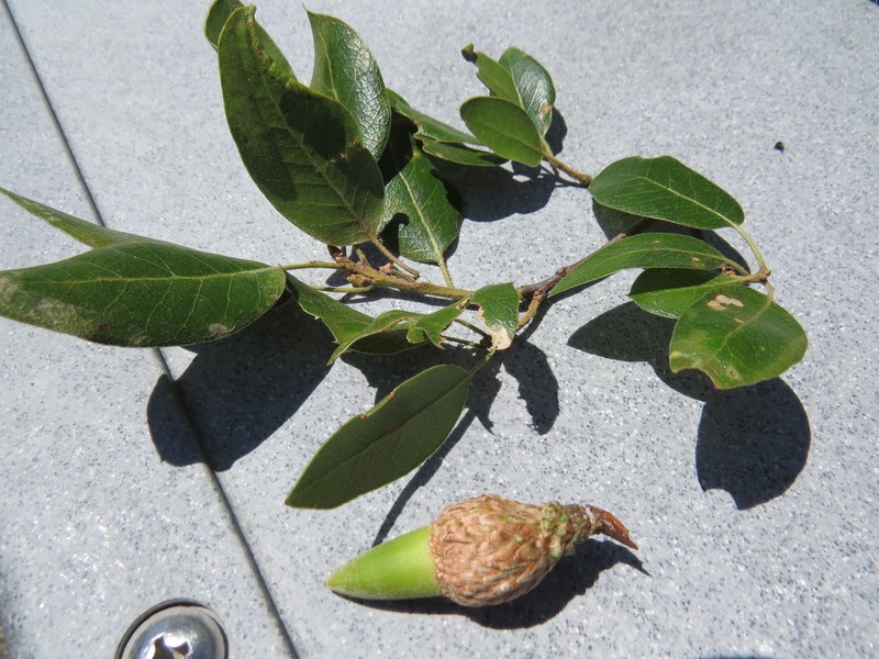 Coast Oak photo 2