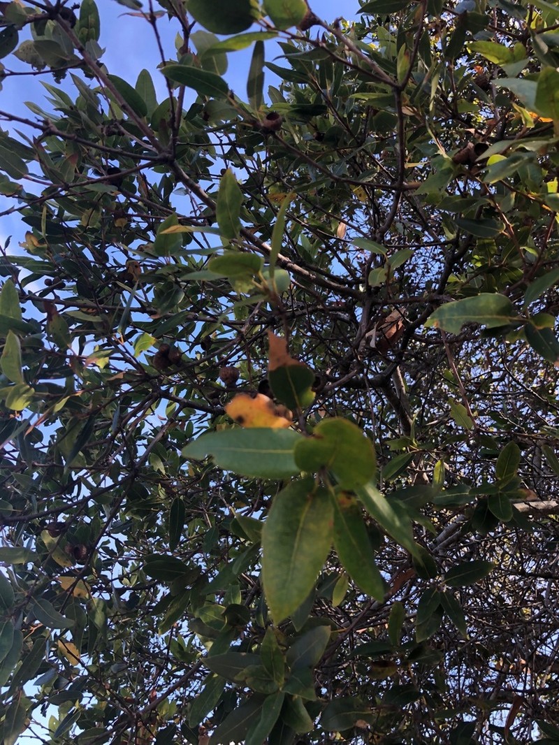 Coast Oak photo 4