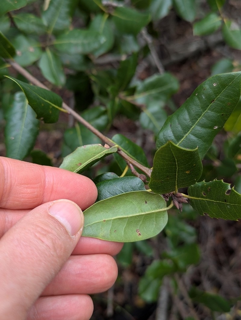 Coast Oak photo 5