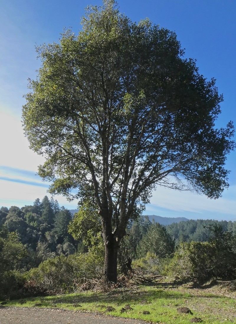 Coast Oak photo 6