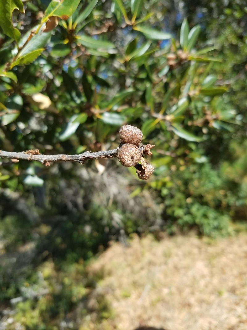 Coast Oak photo 7