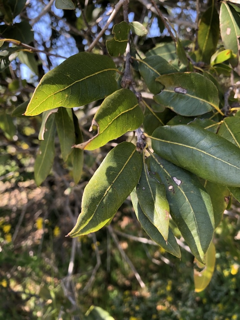 Coast Oak photo 8