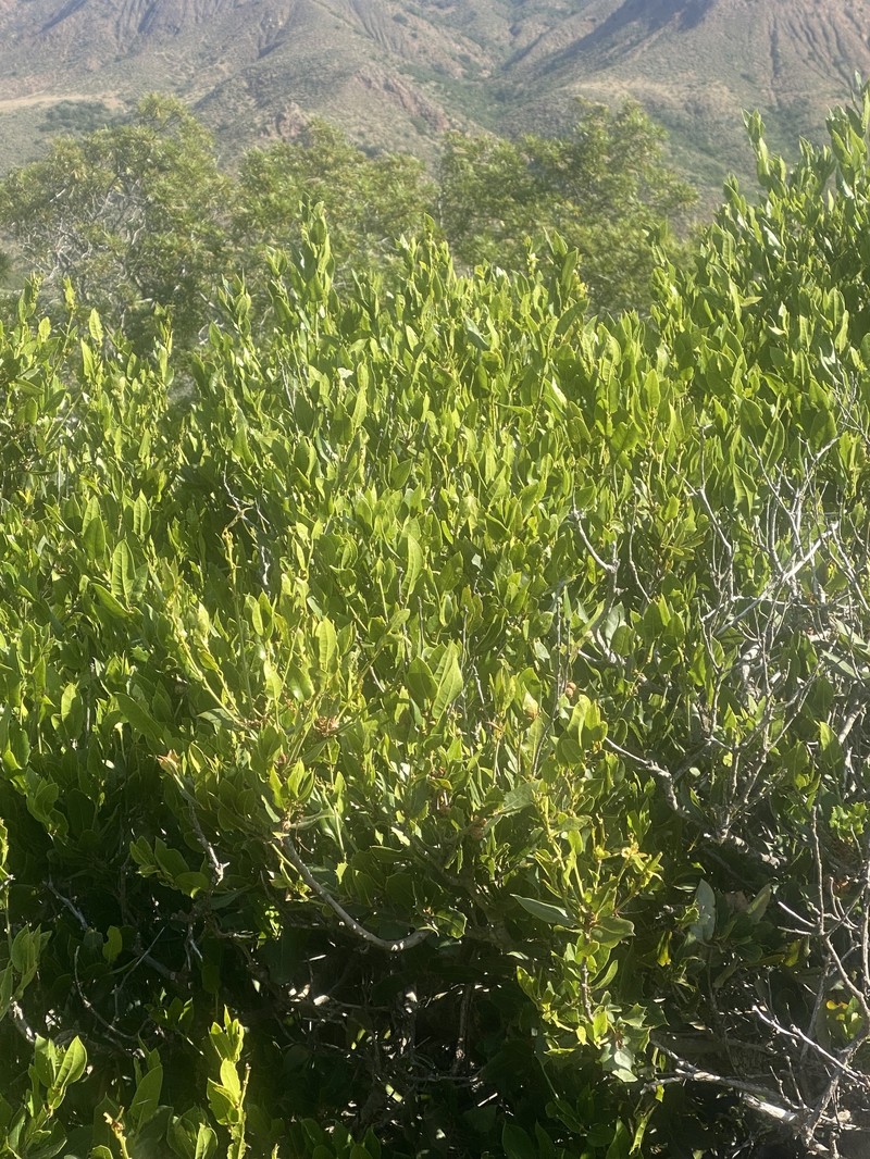 Quercus parvula var. parvula