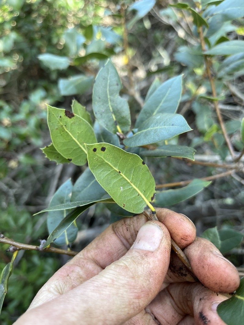 Quercus parvula var. parvula photo 2