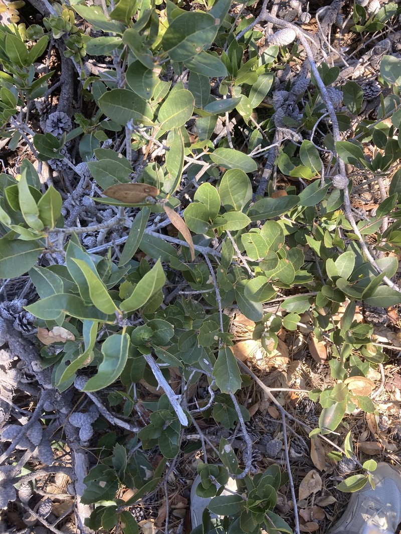 Quercus parvula var. parvula photo 3