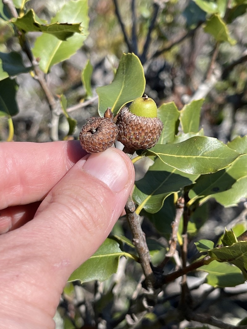 Quercus parvula var. parvula photo 4