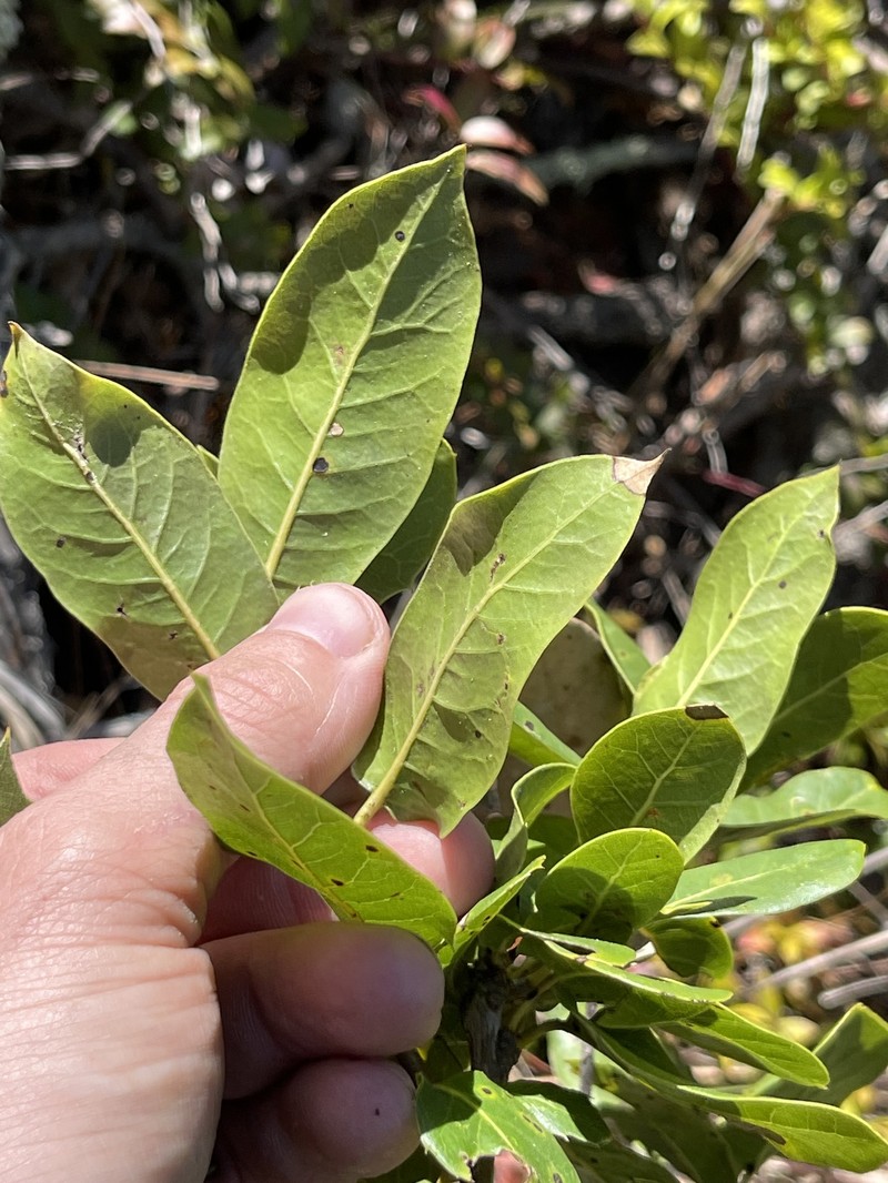 Quercus parvula var. parvula photo 5