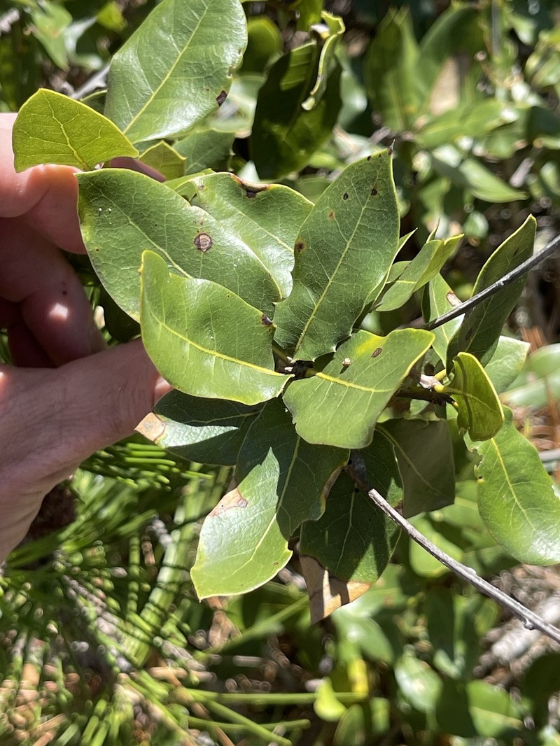 Quercus parvula var. parvula photo 6