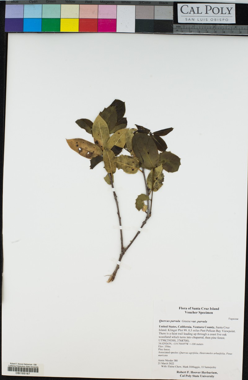 Quercus parvula var. parvula photo 7