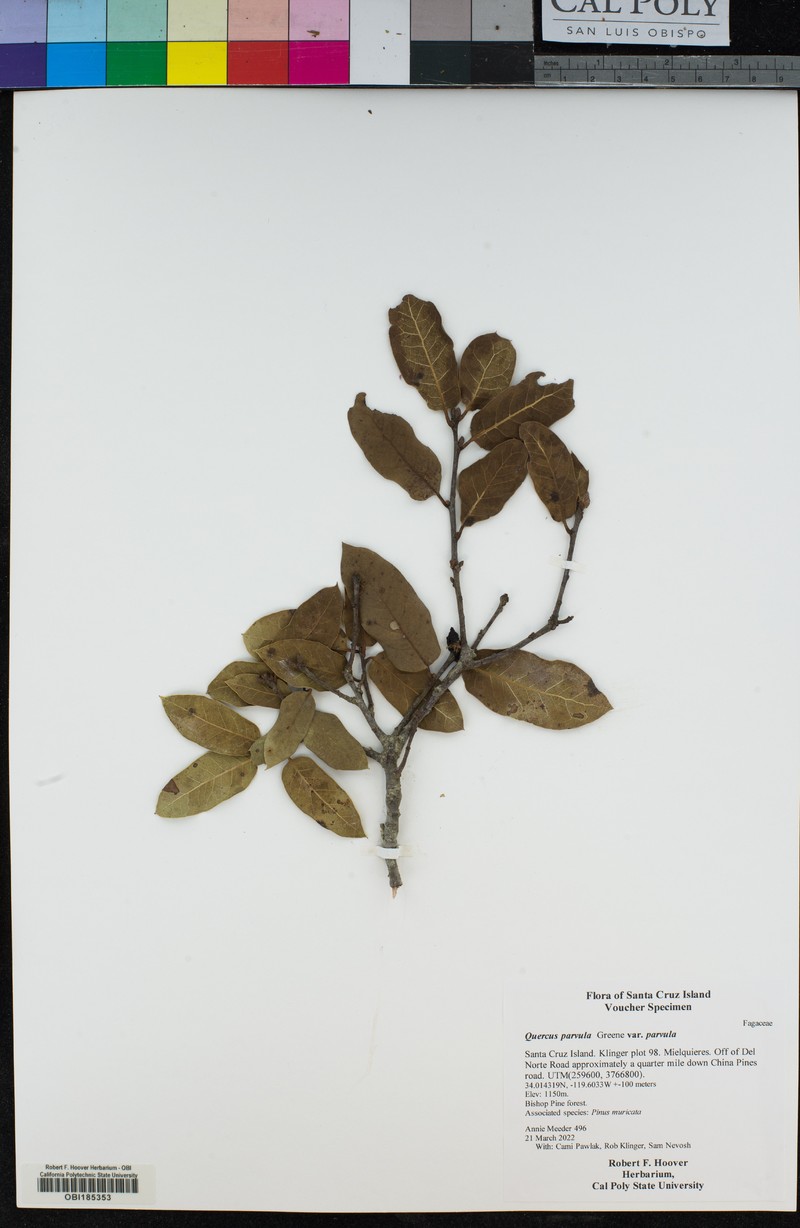 Quercus parvula var. parvula photo 8
