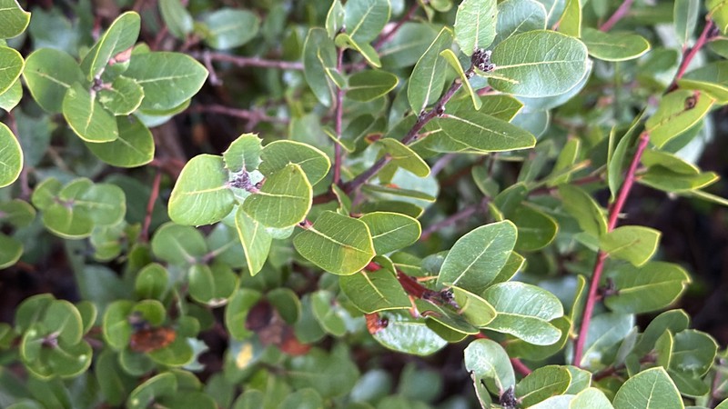 Quercus parvula var. shrevei