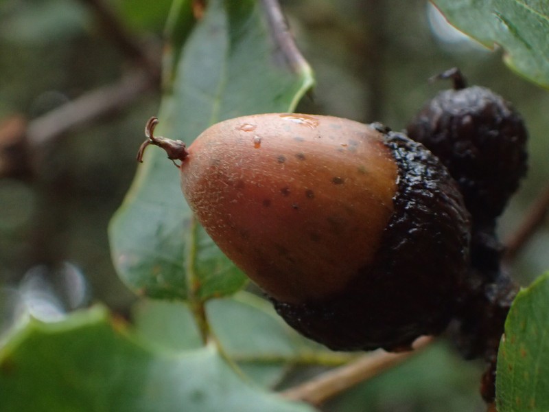 Quercus parvula var. shrevei photo 2