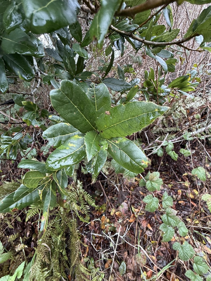 Quercus parvula var. shrevei photo 3