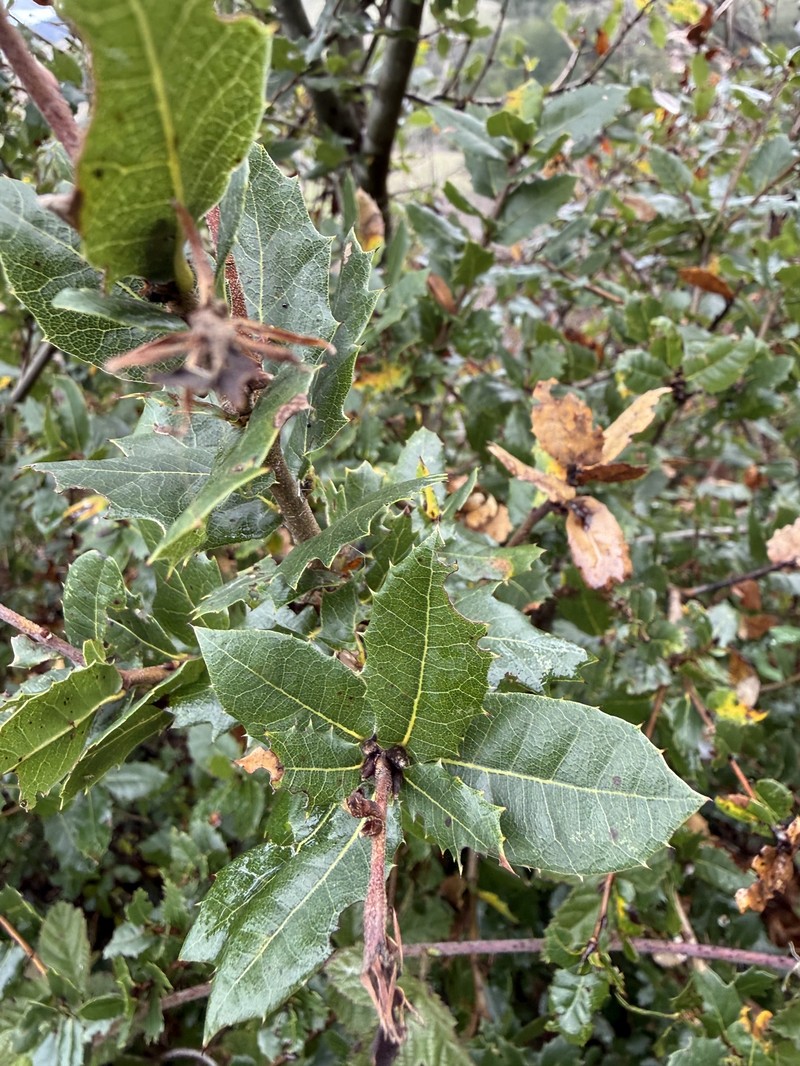 Quercus parvula var. shrevei photo 4