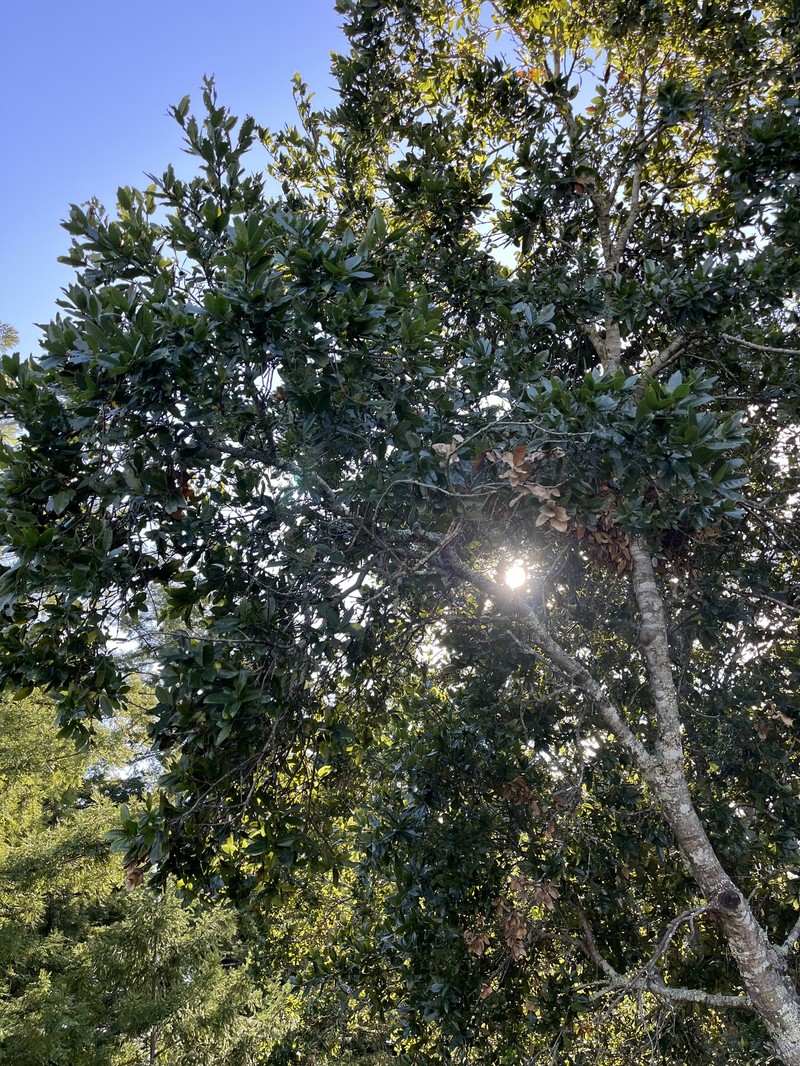 Quercus parvula var. shrevei photo 5