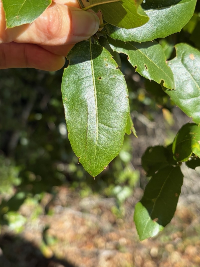 Quercus parvula var. shrevei photo 6