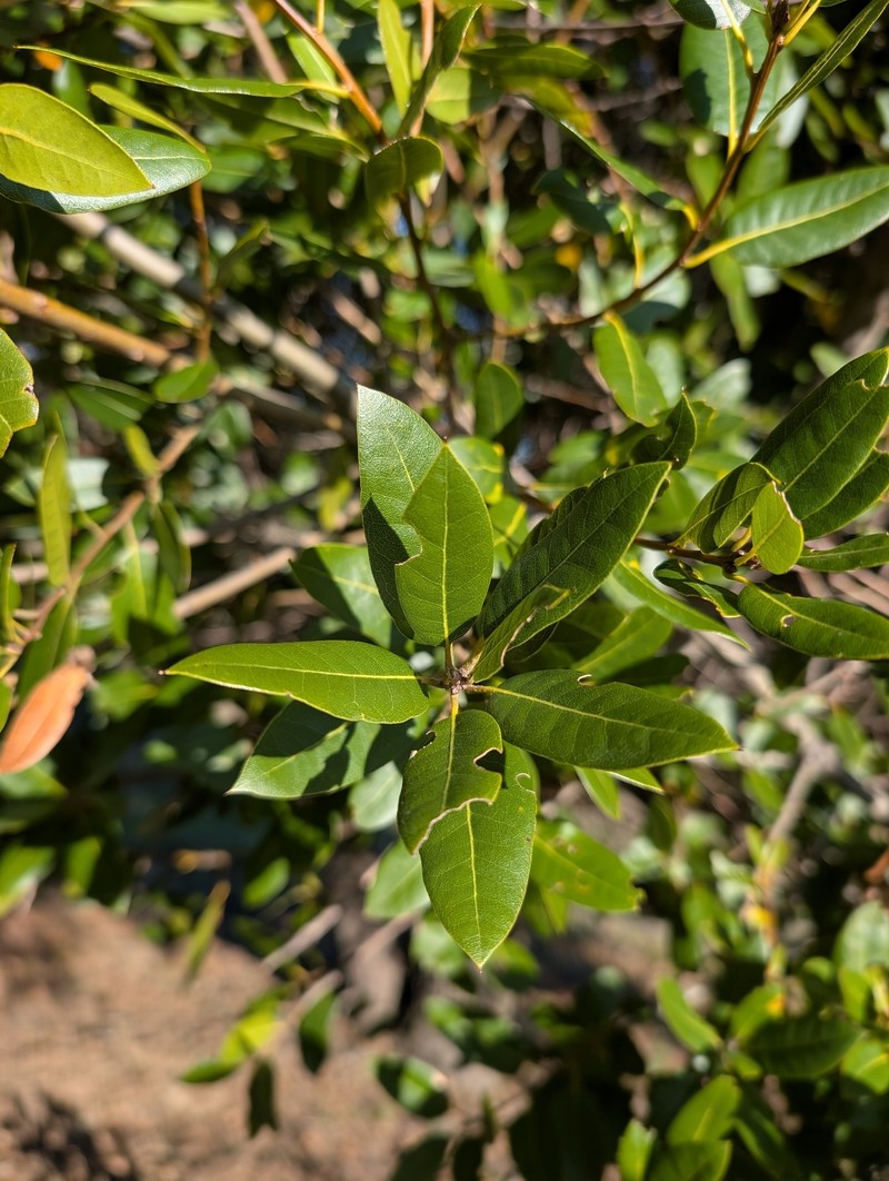 Quercus parvula var. shrevei photo 7