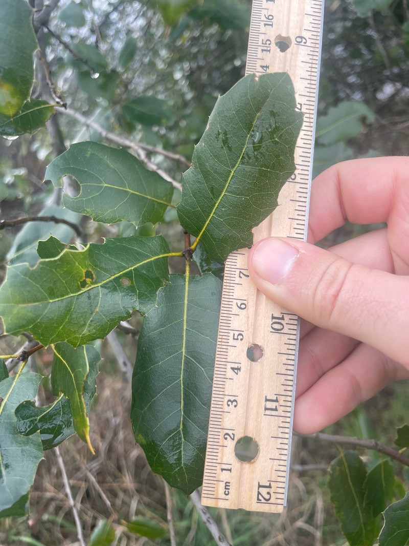 Quercus parvula var. shrevei photo 8
