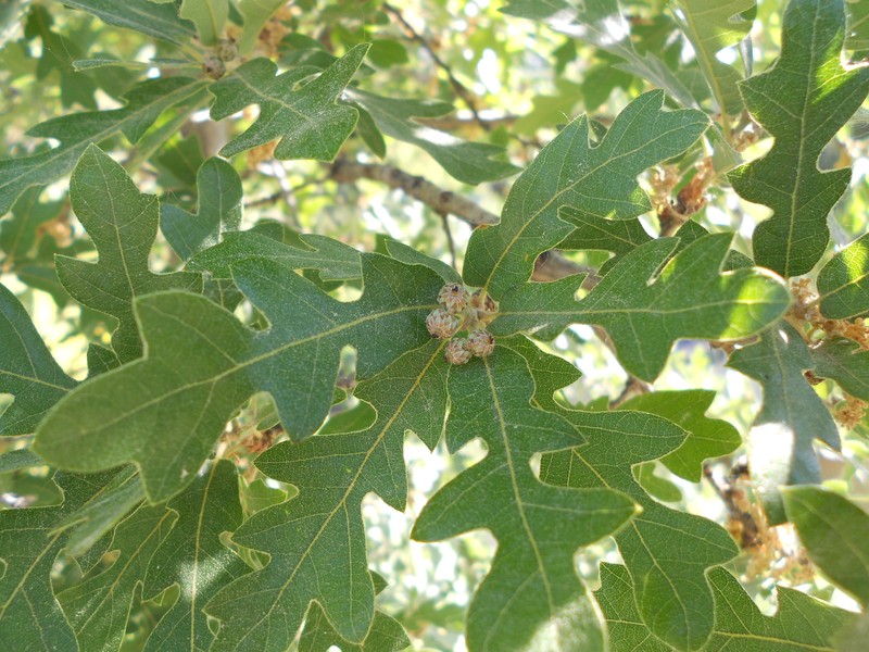 Quercus pauciloba photo 5