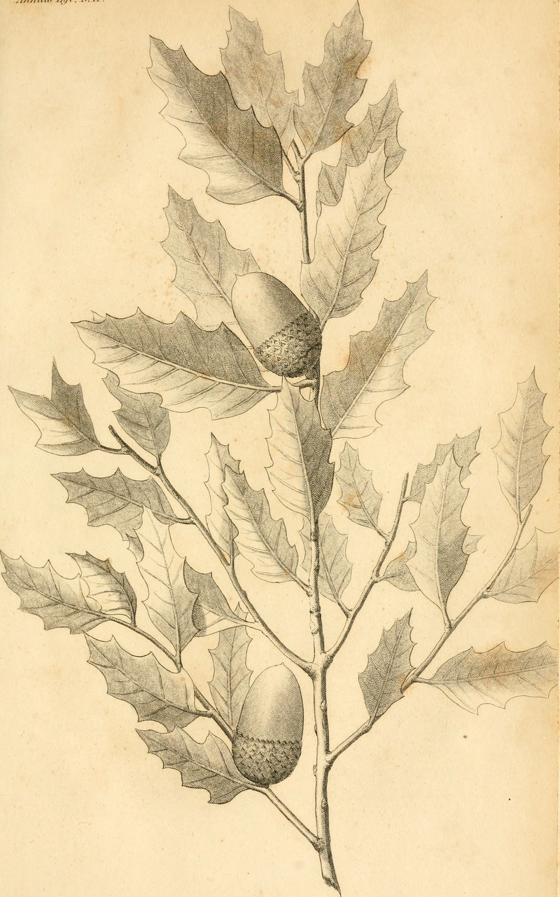 Quercus pauciloba photo 2