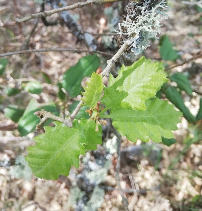 Quercus pauciradiata photo 3