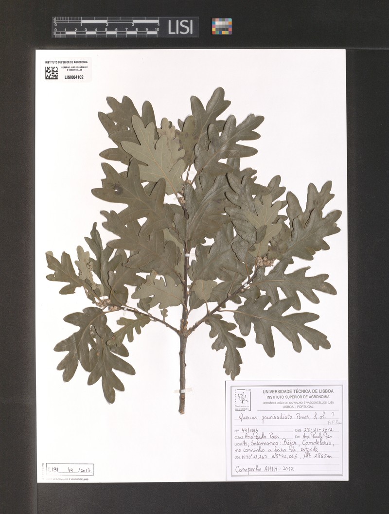 Quercus pauciradiata photo 4