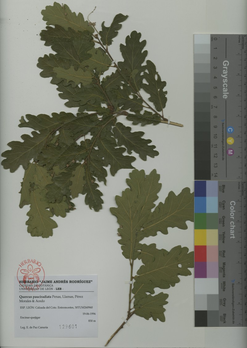 Quercus pauciradiata photo 5