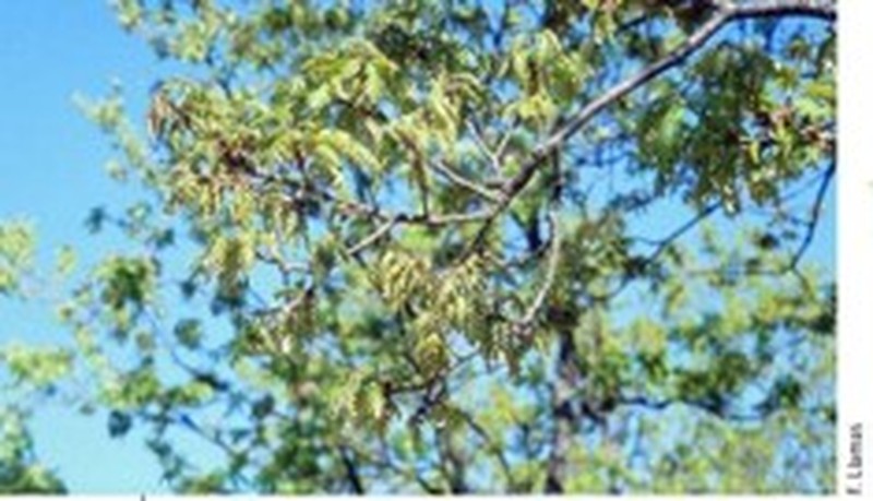 Quercus pauciradiata