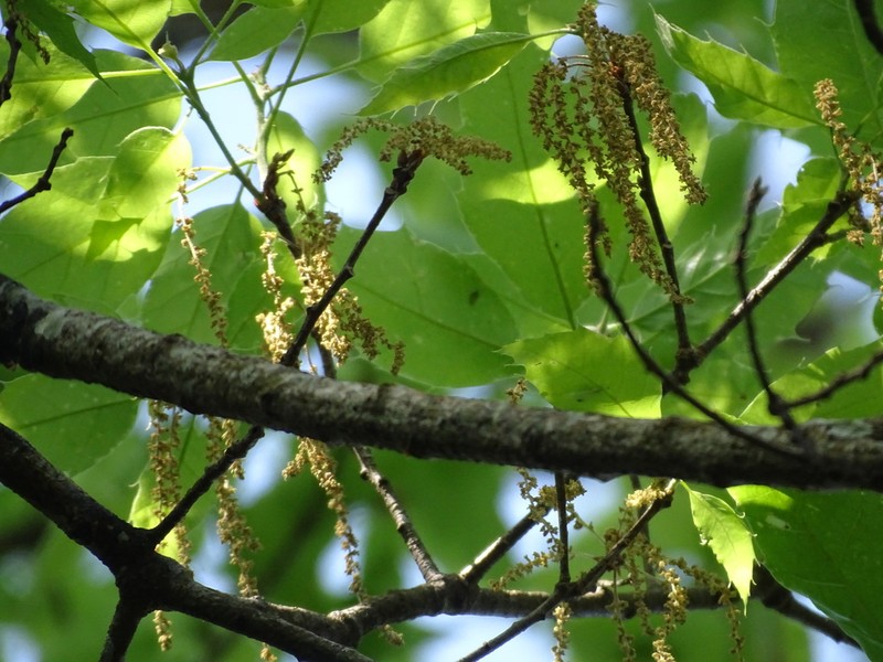 Quercus paxtalensis