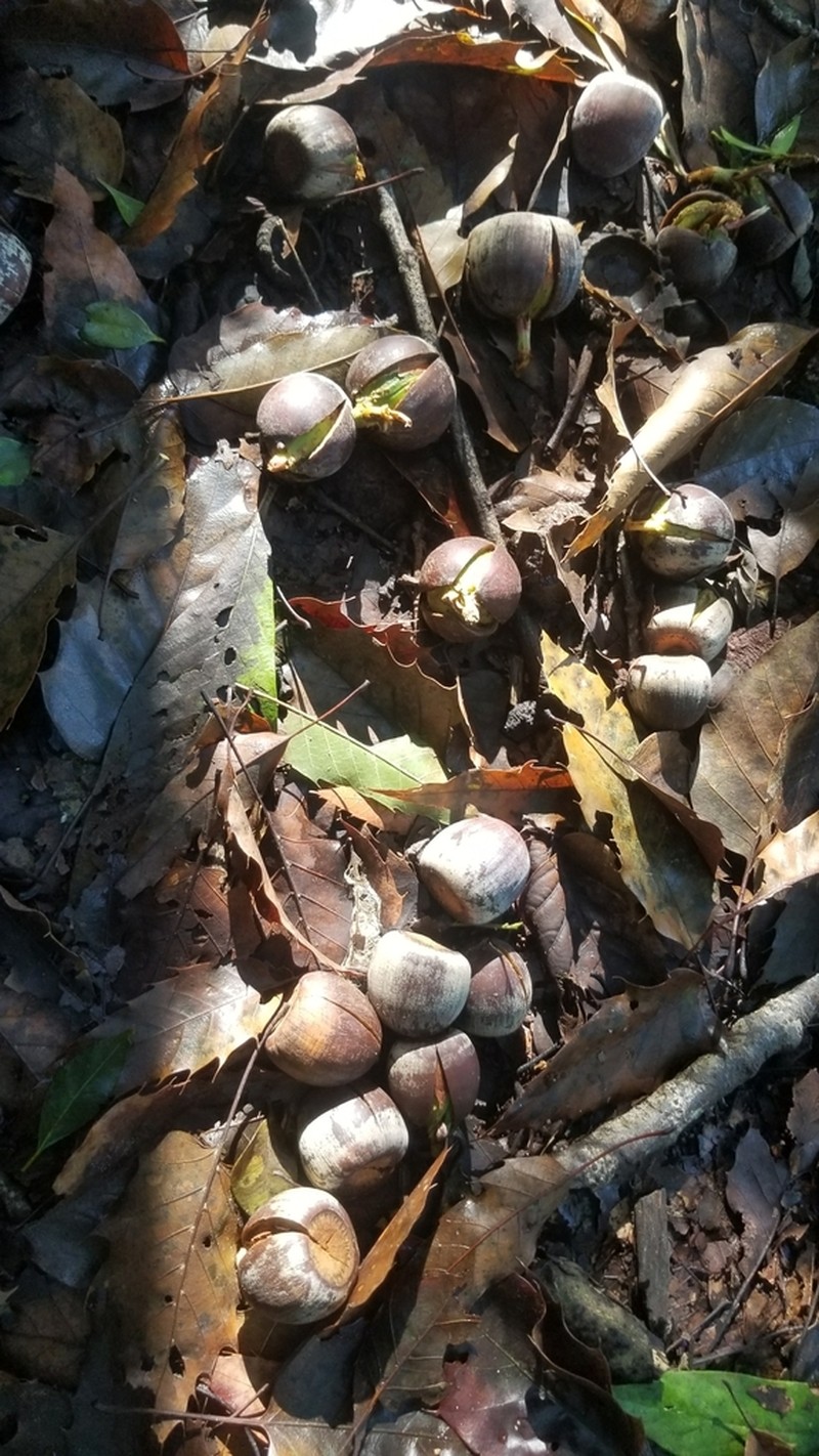 Quercus paxtalensis photo 2