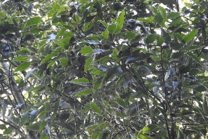 Quercus paxtalensis photo 3