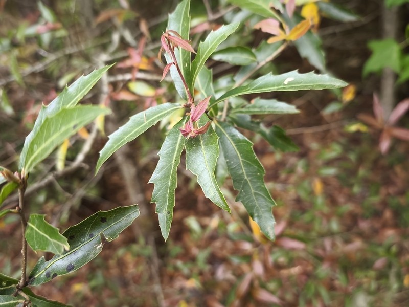 Quercus paxtalensis photo 4