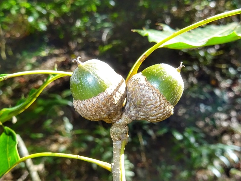 Quercus paxtalensis photo 5